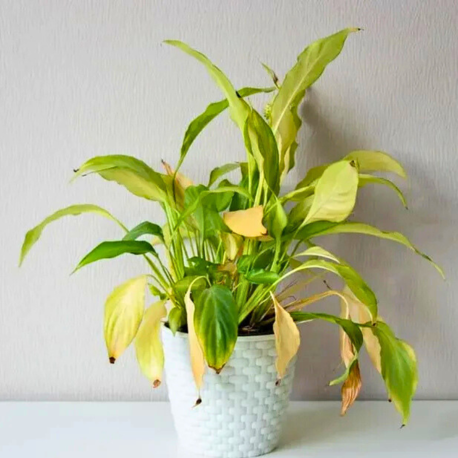 5 Common Plant Care Mistakes (and How Thirsty Pot Helps You Avoid Them)