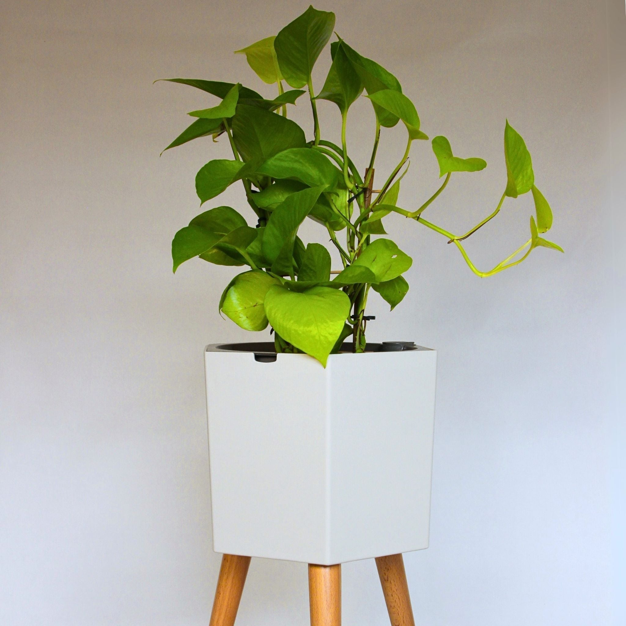 thirstypot hexagon planter with golden pothos