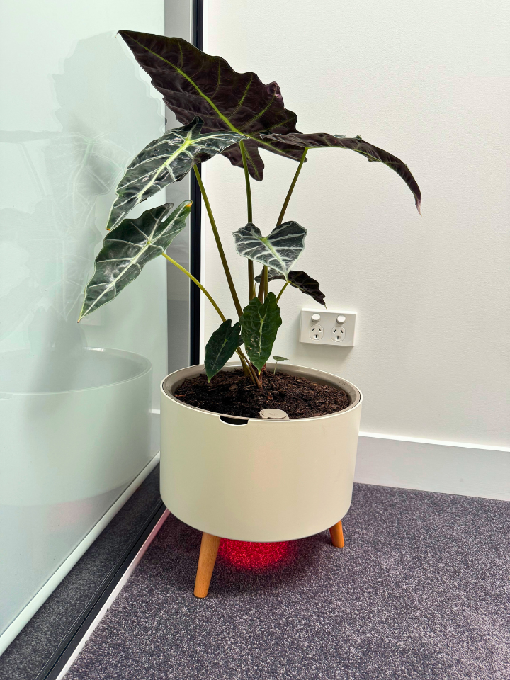 dieffenbachia amy wick The Classic – Thirsty Pot