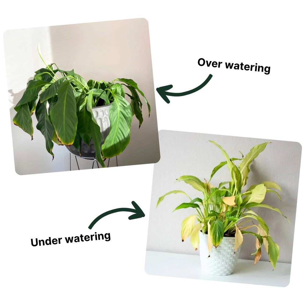 Most People Fail at Plants Because of Inconsistent Watering
