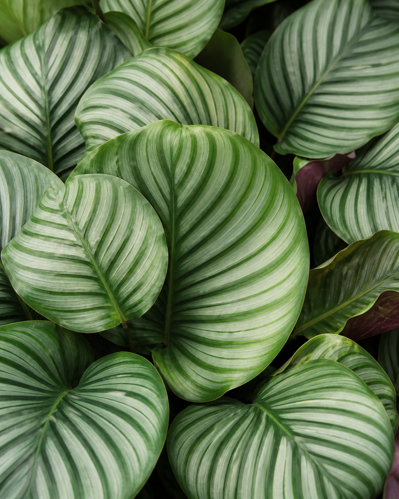 Calathea