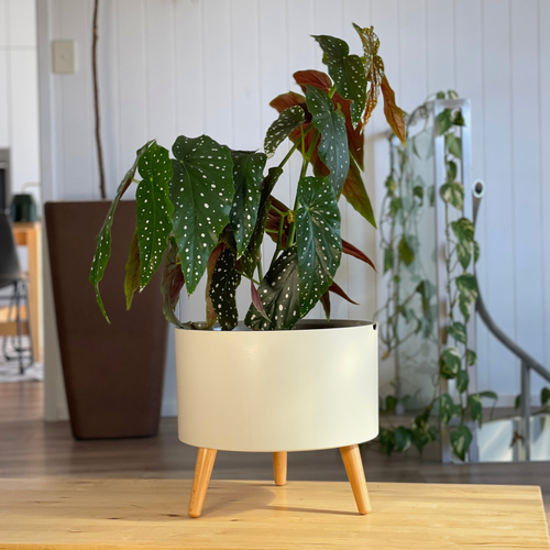 The Classic self-watering planter with a polka dot begonia, on bamboo legs in a living room