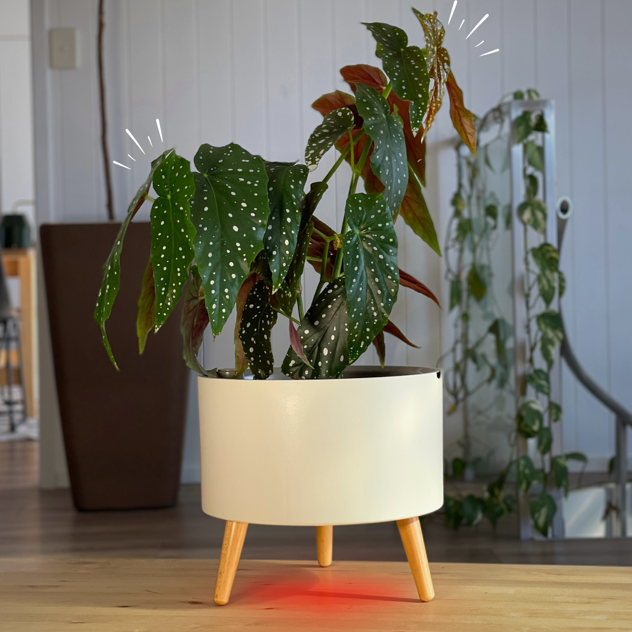 The Classic with a begonia in a room, its red refill light glowing on the floorboards