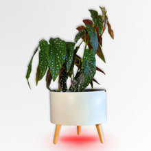 The Classic with a begonia against a plain wall, its red refill light on the floor