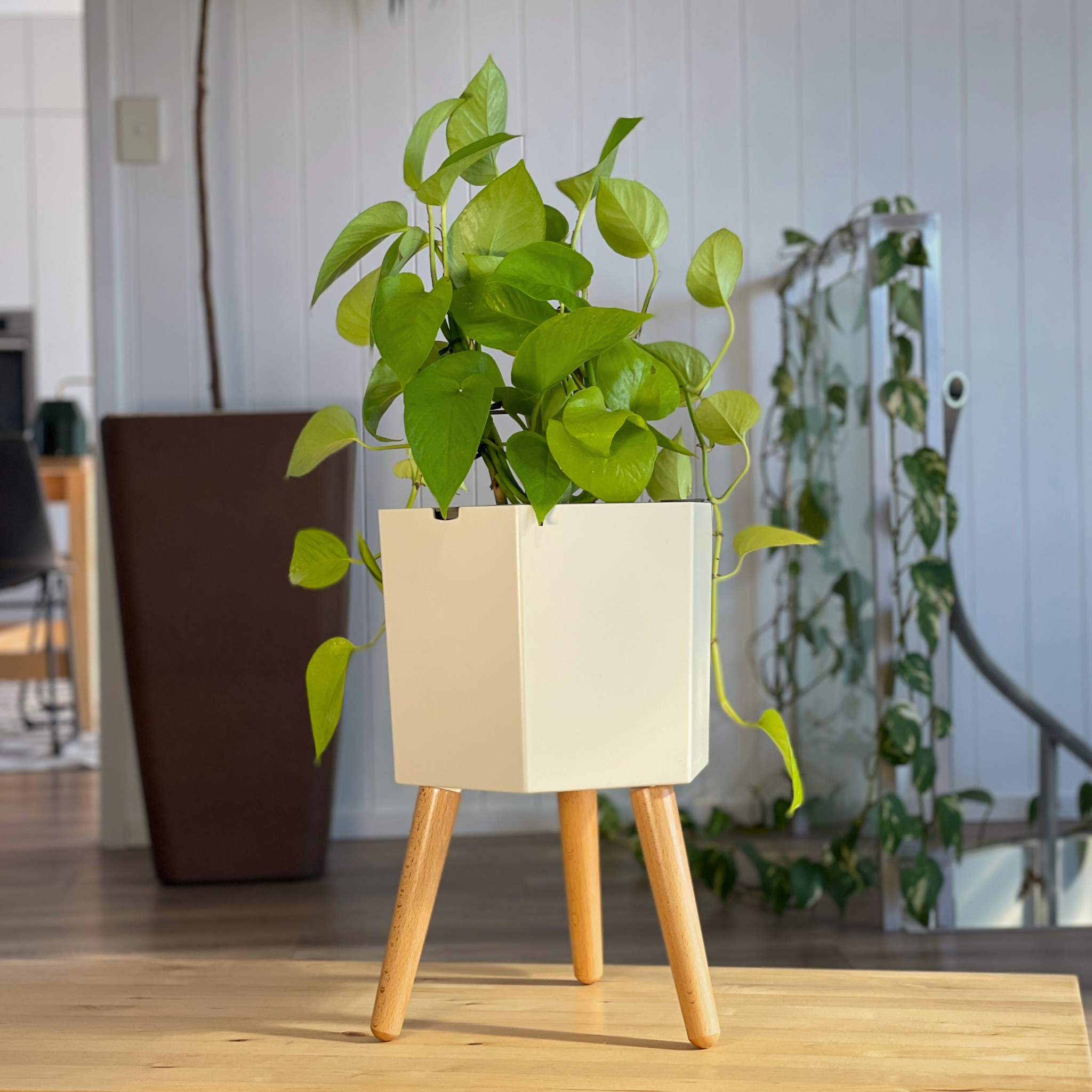 The Hexagon self-watering planter with a golden pothos, on bamboo legs in a living room
