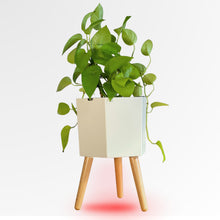The Hexagon with a golden pothos against a plain background, its red refill light on the floor