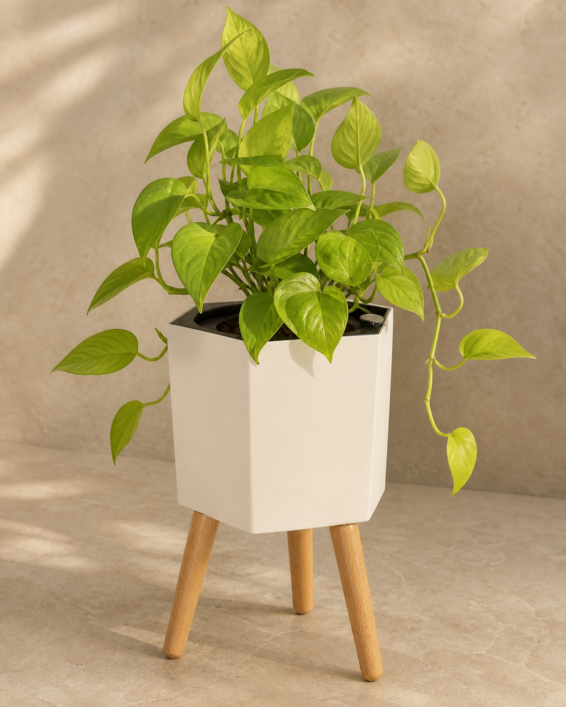 The Hexagon planted, against a plain backdrop