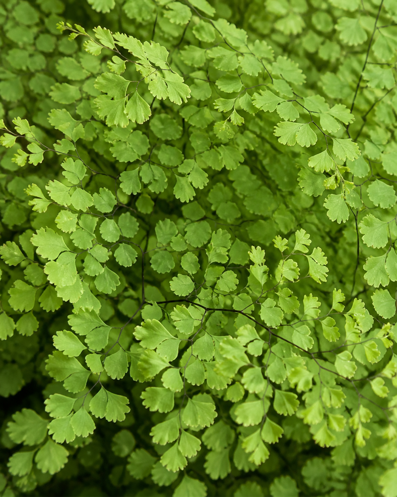 Maidenhair fern