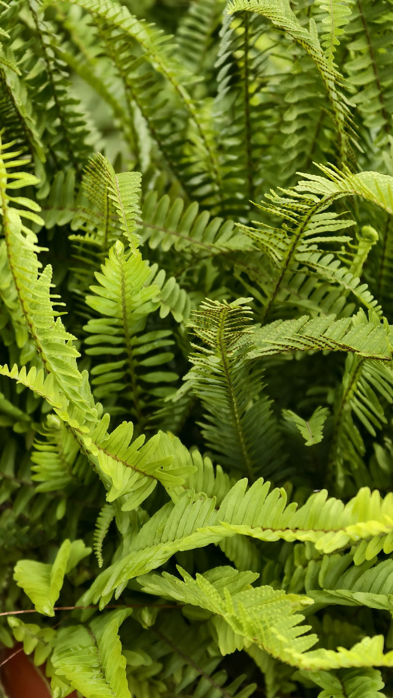 Boston fern