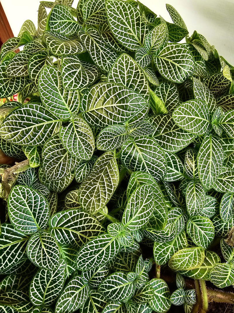 Fittonia