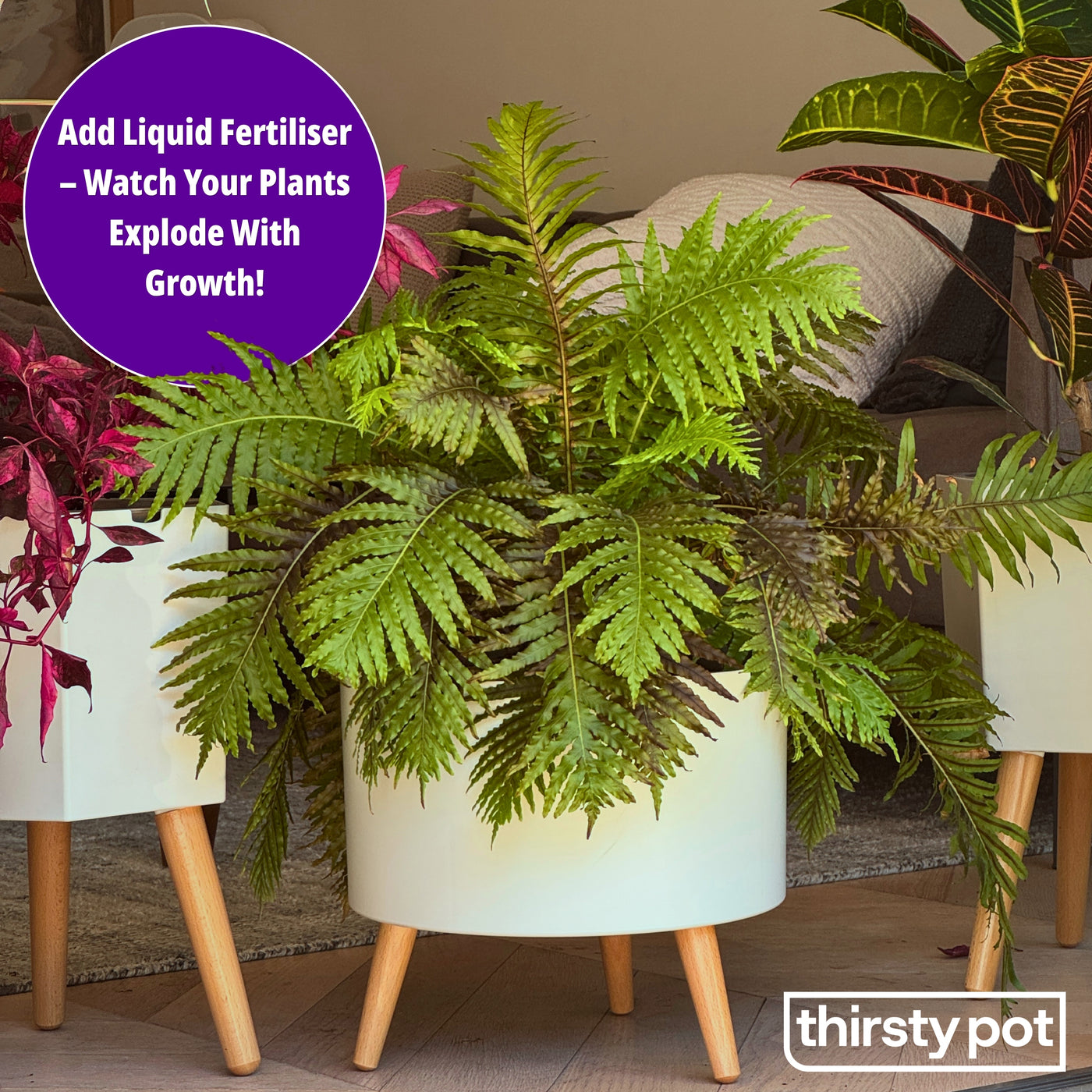 A fern in a Thirsty Pot, with a tip to add liquid fertiliser to the reservoir