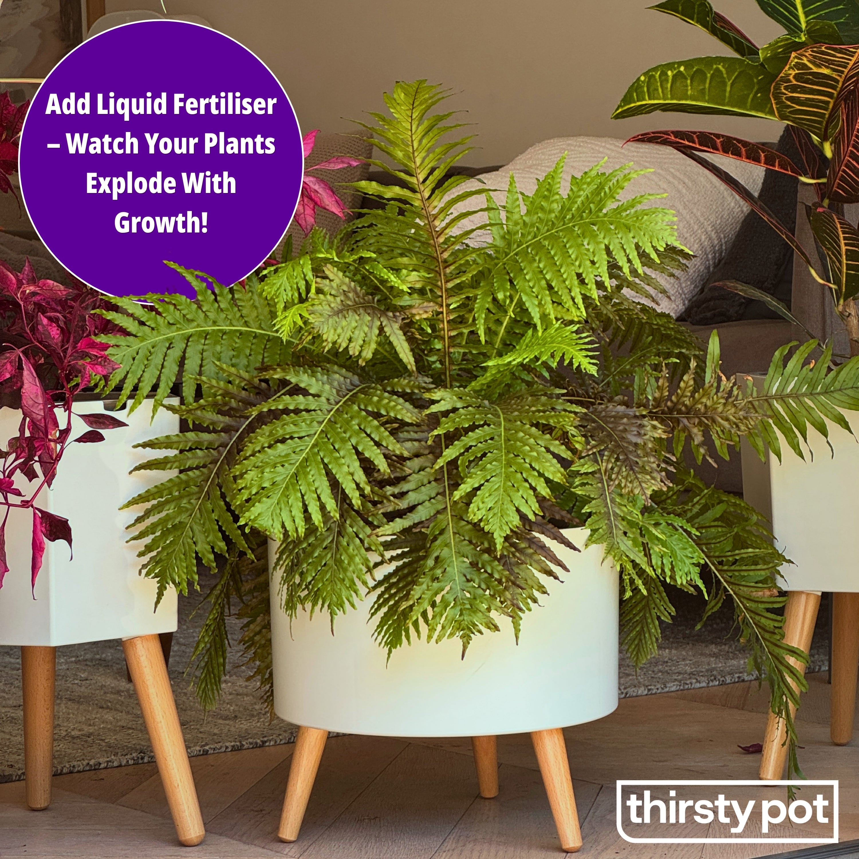 A fern in a Thirsty Pot, with a tip to add liquid fertiliser to the reservoir