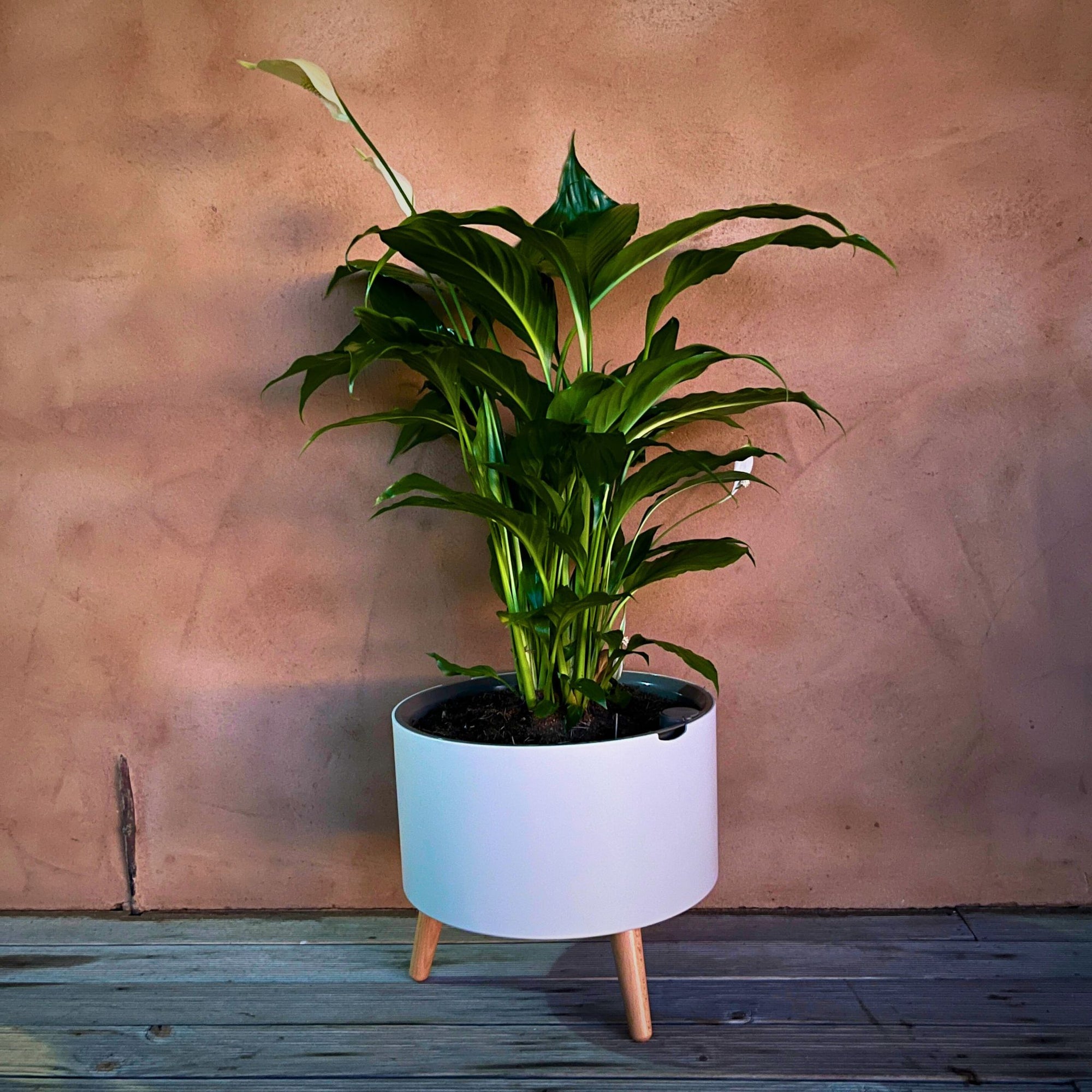 thirstypot classic against terracotta wall with peace lilly 
