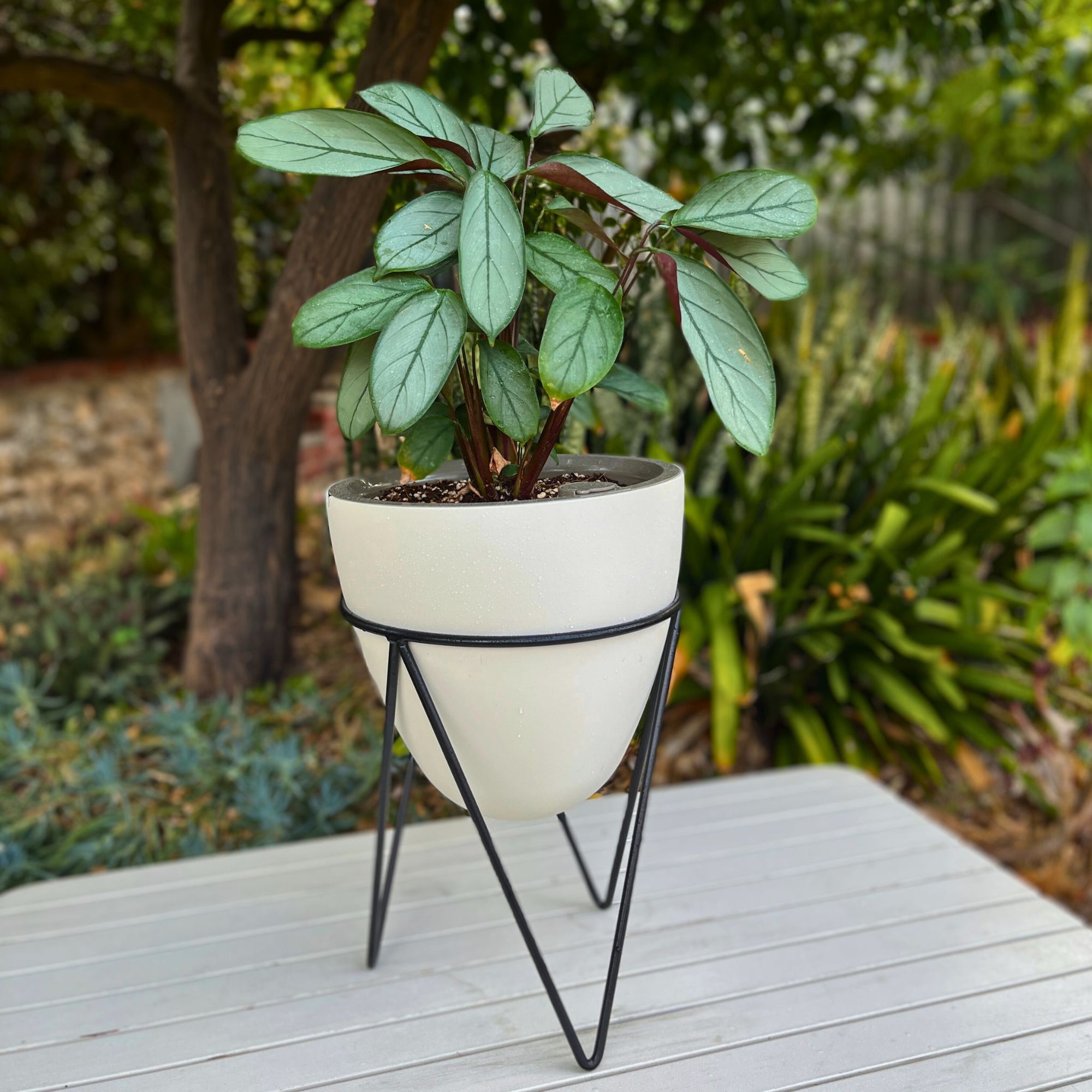egg thirsty pot in garden with calathea