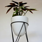 thistypot egg planter studio shot from underneath showing houseplant in shadow