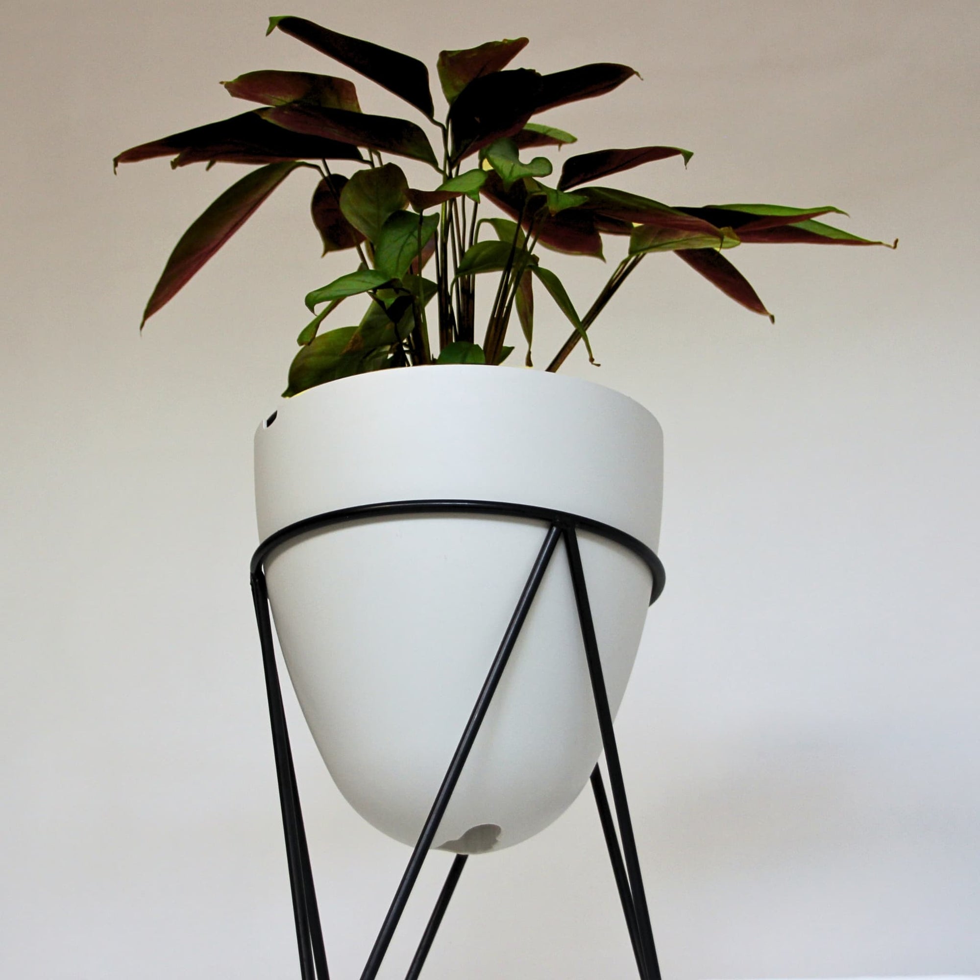 thistypot egg planter studio shot from underneath showing houseplant in shadow
