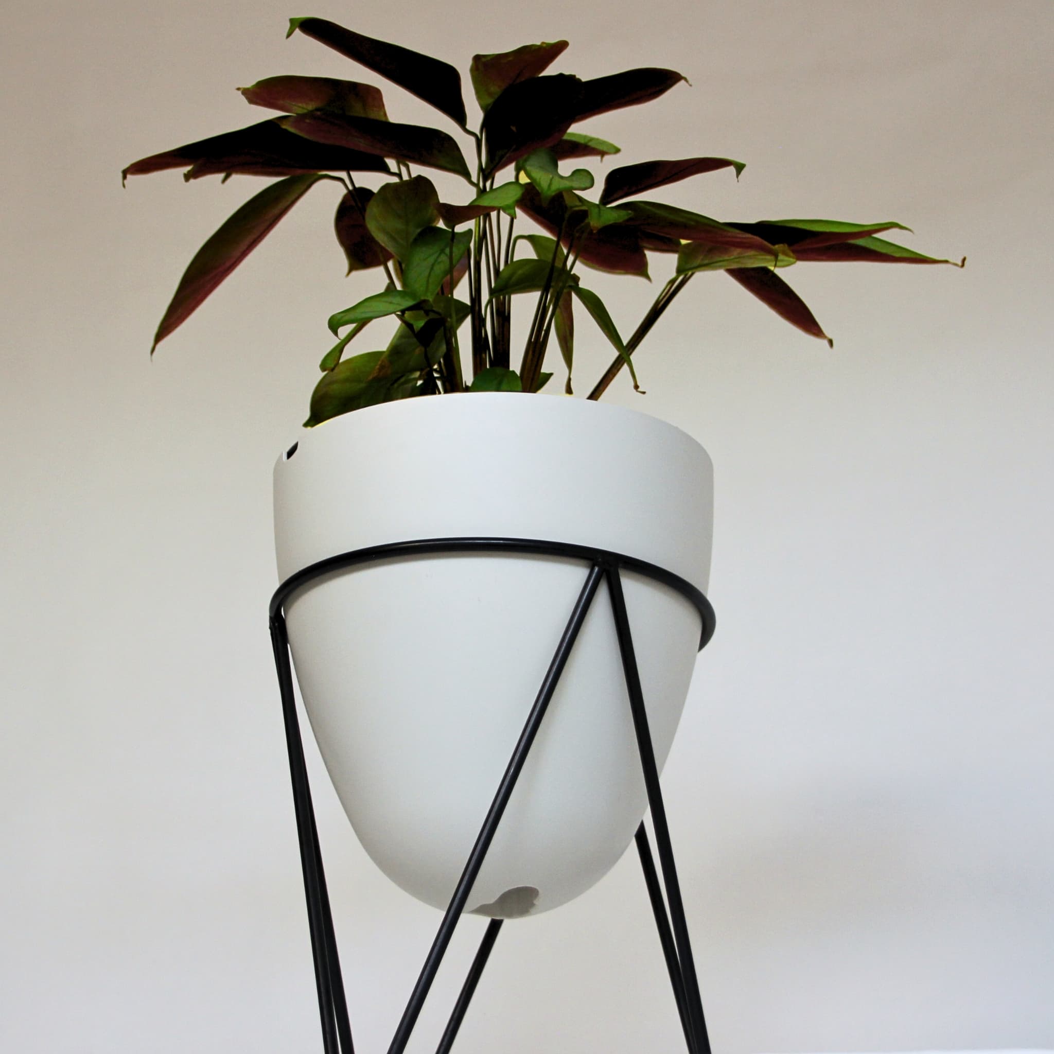 thistypot egg planter studio shot from underneath showing houseplant in shadow
