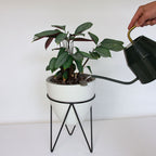 thistypot egg planter studio with ctenanthe houseplant with watering can filling pot