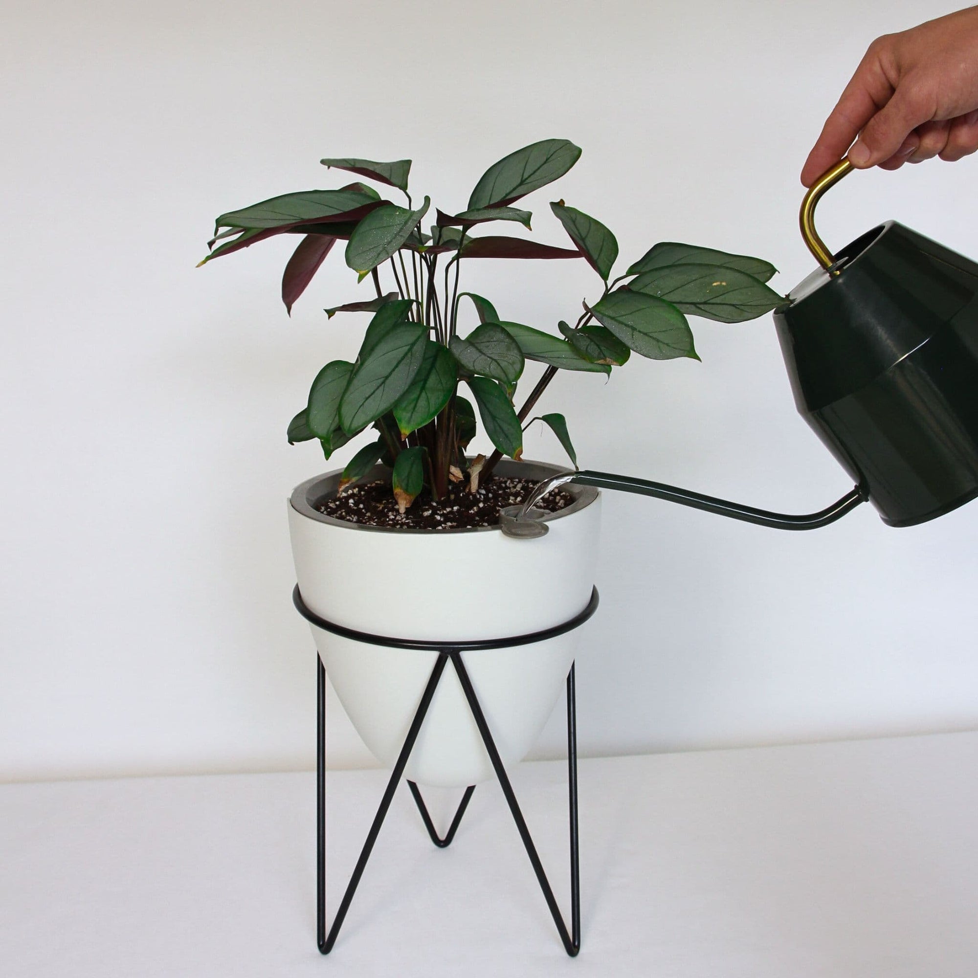 thistypot egg planter studio with ctenanthe houseplant with watering can filling pot