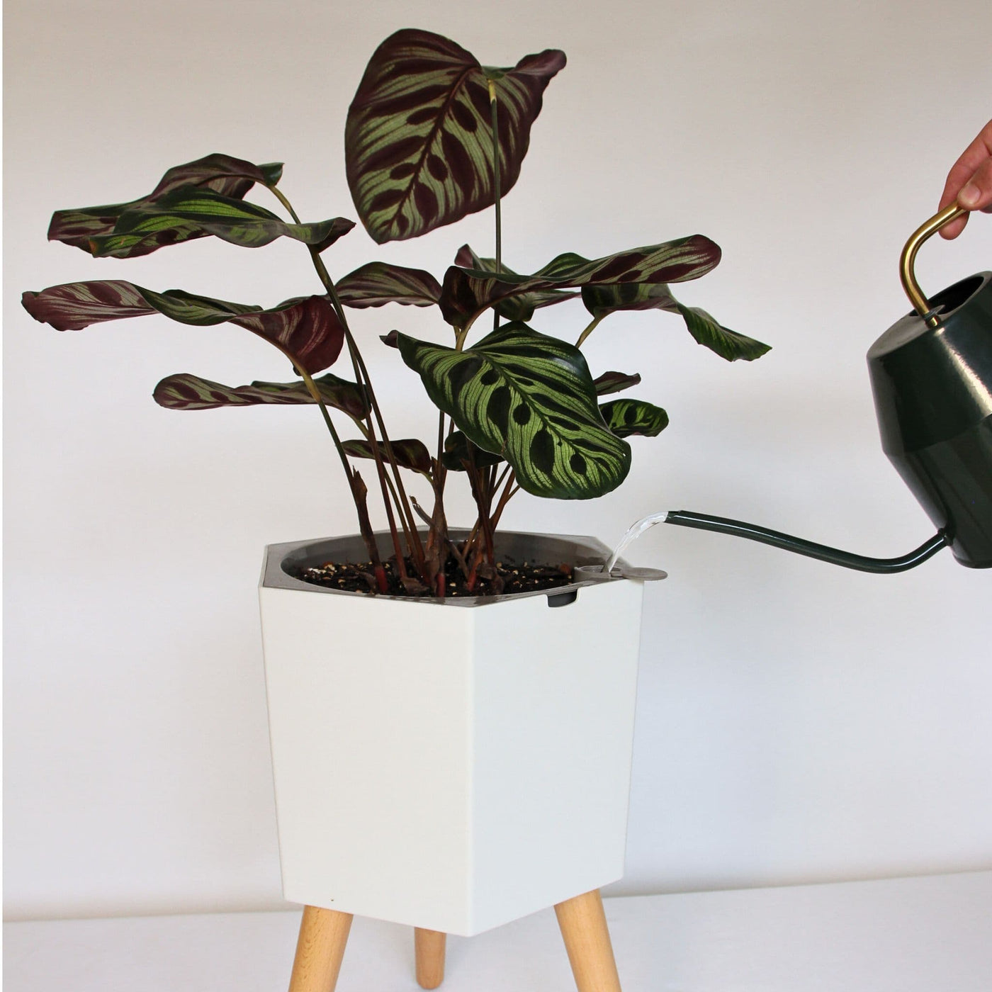 thirstypot hexagon planter studio shot with houseplant and watering can filling
