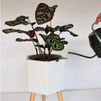 thirstypot hexagon planter studio shot with houseplant and watering can filling