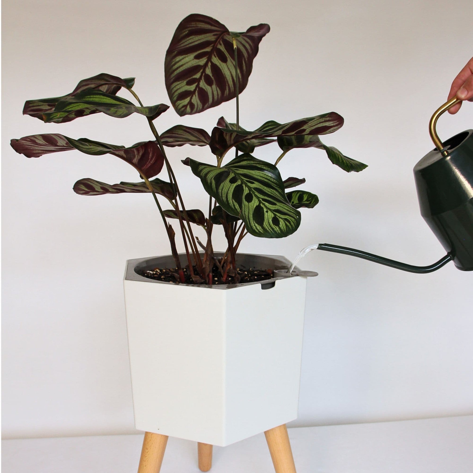thirstypot hexagon planter studio shot with houseplant and watering can filling