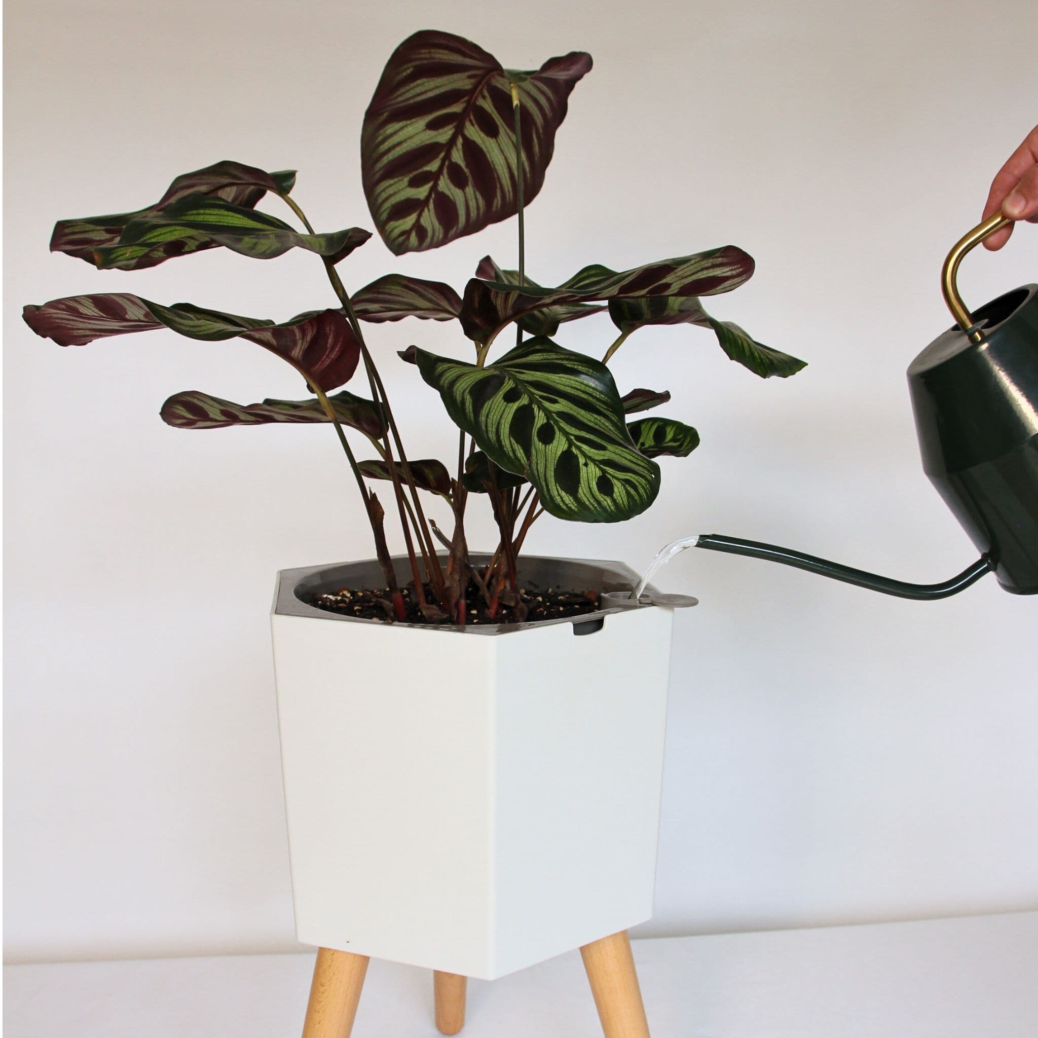 thirstypot hexagon planter studio shot with houseplant and watering can filling